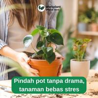 Gambar Workplant - Root Booster Penumbuh Akar Tanaman Hias Percepat Pertumbuhan Akar & Propagasi Cocok Untuk Perbanyakan Tanaman - Root Booster dari workplant official Kota Surabaya 5 Tokopedia