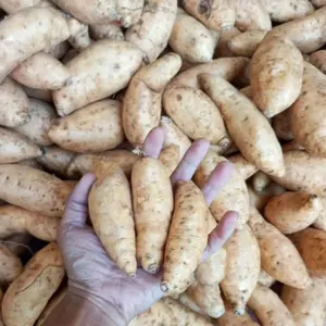 ubi madu cilembu mentah 1kg isi banyak (bersih) ORIGINAL