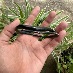 Gelang akar bahar Polos hitam