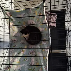 Cat hammock ayunan kucing gantung tempat tidur Hammock Kucing