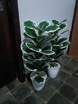 Product Review of TANAMAN ARTIFICIAL KETAPANG  PUTIH 23DAUN(sudah+pot) from B**1 1