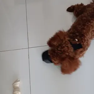 PENGIKAT MULUT ANJING MONCONG DOG MUZZLE MOUTH COVER ANTI GIGIT NORI