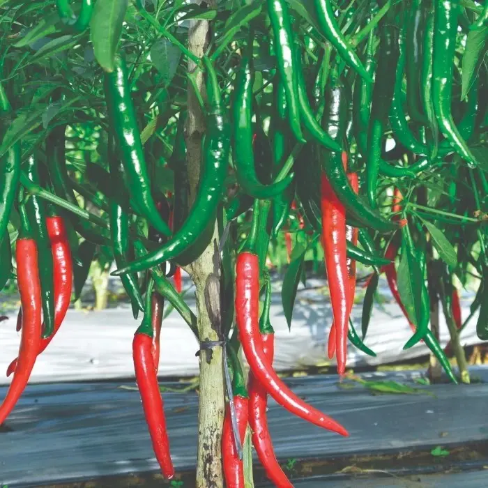 Benih Cabe BAJA F1 1500 Biji Panah Merah Asli 2