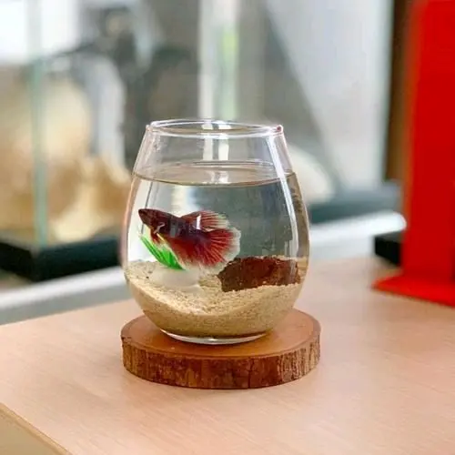 AKUARIUM MINI CUPANG / TANK CUPANG / AQUARIUM GUPPY / AQUASCAPE UNIK