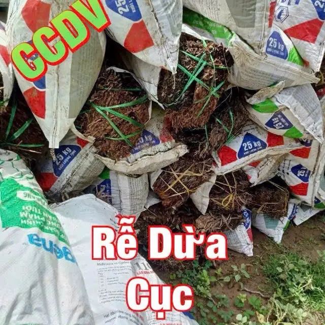 Rễ Dừa Mục Không Đất: (Cục - Bầm - Nát - Bột).  Giúp cây phát triển tốt - Sạch từ thiên nhiên - Bao (52x84)cm: Nặng: từ 8 kg - 14 kg 2