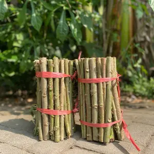 paket isi 50 batang panjang 30 cm bibit keta papua untuk persiapan bank pakan ternak kambing domba