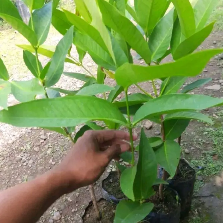 bibit jambu air citra okulasi 1