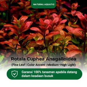Cuphea Anagalloidea 15 Batang - Tanaman Aquascape/Tanaman Akuarium/Tanaman Air