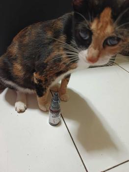 Product Review of Golden Paw - DentalCat Obat Tetes Mulut Kucing Sariawan Radang Bau Mulut dan Pembersih Plak Karang Gigi Hewan 20ml from m**h e**k 2