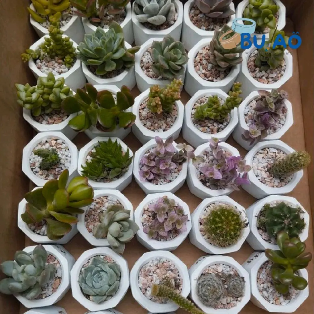 Pot Mini Hexagonal Untuk Tempat Lilin / Pot Mini sukulen |Pot Mini Gypsum
