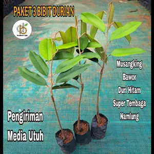 PAKET ISI 3 BIBIT DURIAN BEBAS PILIH JENIS