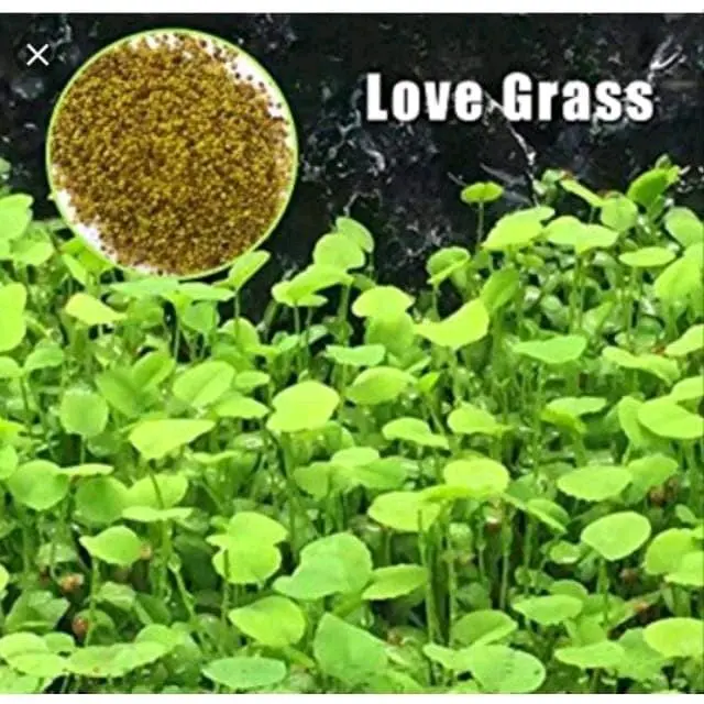 Benih Tanaman Air Big Leaf Grass Unggulan dan Termurah 7