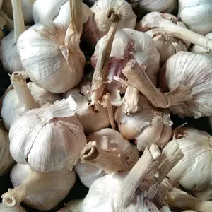 Bawang putih kotor 1kg SINCO masih ada tangkai kulit, bukan bawang bersih, murah