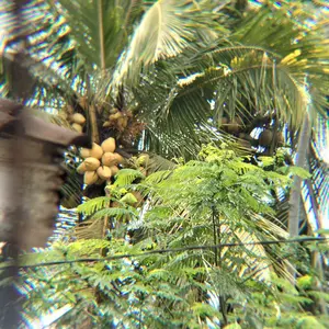 Monokuler Zoom Standar 10-300x40 Berlapis FMC + Tripod + Klip Foto Teropong Camping Teleskop Zoom 10-300x Dilapisi Merenggang Prisma BAK4 Kualitas Tinggi Tahan Air