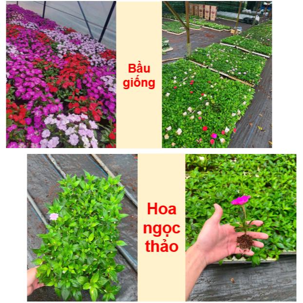 Bầu giống hoa ngọc thảo - Hoa thơm, nở nhiều