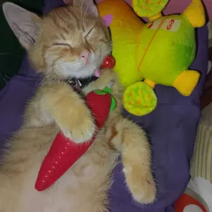 Olive Care Vitamin Obat Kucing BLUE TREE Cold & Flu dengan 8 Bahan Aktif Immune Booster untuk Mengatasi Sakit Flu & Pilek Berat, Hidung Tersumbat, Bersin-Bersin, Mata Berair, Basmi Bakteri dan Virus, Tingkatkan Sistem Imun/Daya Tahan Tubuh