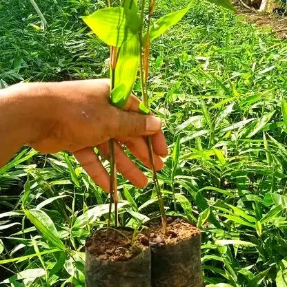 bibit stek batang bambu kuning siap meluncur nanam organik isi 5 bibit