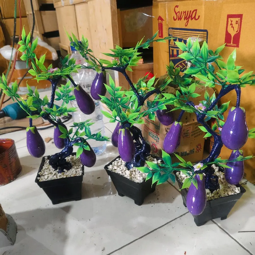 P. Terong ungu vs hitam