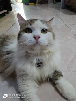 Product Review of Kalung Kucing Bahan Kulit Bisa Costum Nama from u**s 3