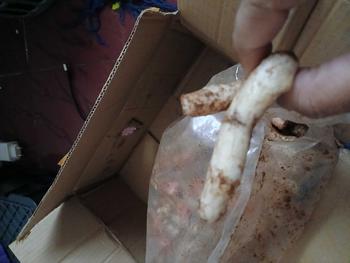Product Review of Kerupuk Gurilem Si Denok isi 500 gram Cemilan khas Bandung Barat Rasa Kacang Pedas Camilan Food from A**a 0