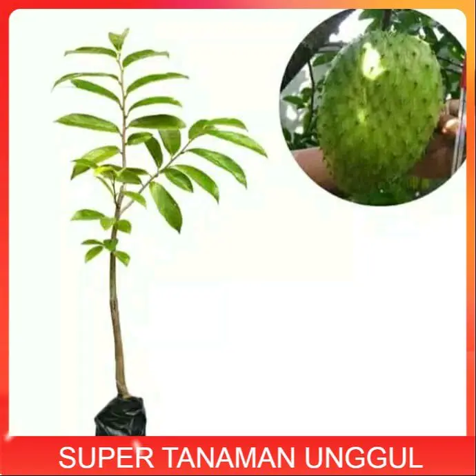 Bibit Sirsak Madu Jumbo Terlaris - Tinggi 40 cm, Buah Besar dan Manis