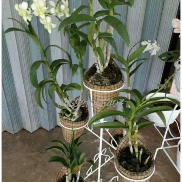 pot bunga anggrek krucut polos serabut Kelapa Pvc