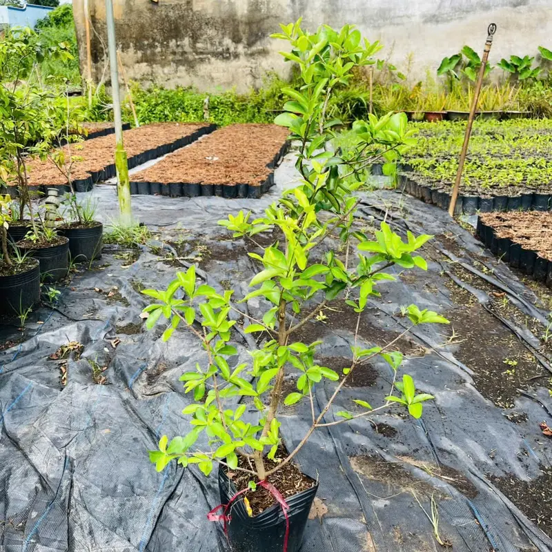 Cây giống Sơ-Ri TRÁI NGỌT(Cây 60-80cm chậu nhỏ), cây chiết cành nhanh cho trái, sau 4 tháng trồng, trái to ngọt. 6