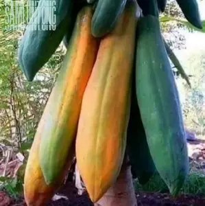 BIJI BENIH PEPAYA JUMBO KINGSLAND Super Panjang dan Super Besar  dengan Rasa Manis yang Nikmat Merah