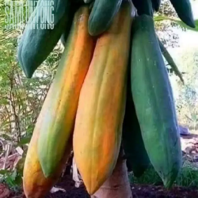 BIJI BENIH PEPAYA JUMBO KINGSLAND Super Panjang dan Super Besar  dengan Rasa Manis yang Nikmat Merah