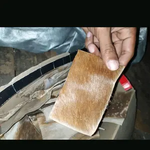 kulit asli k!j4ng asli 100%