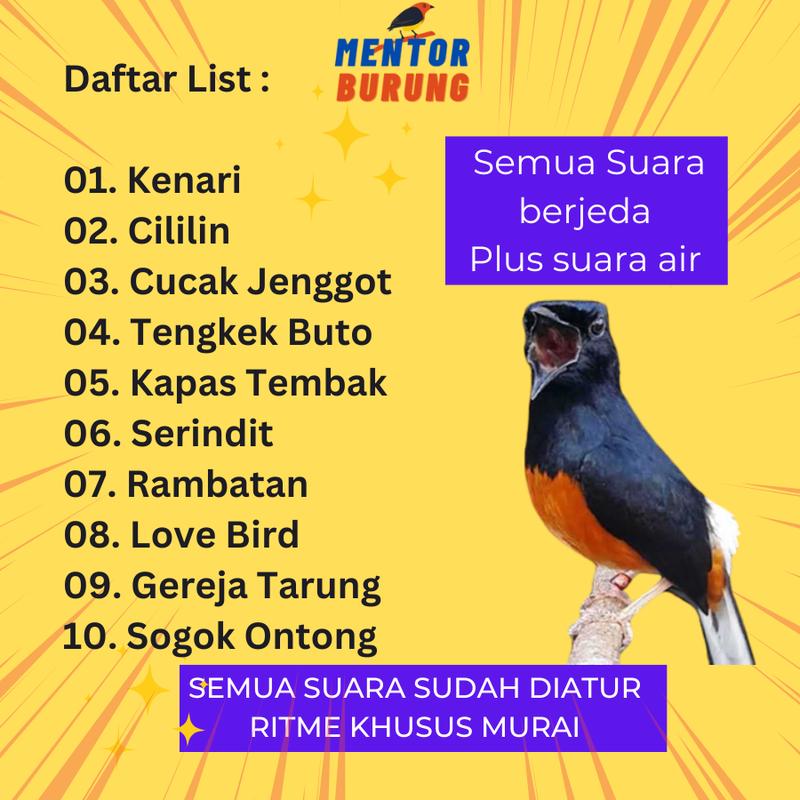 Memory card masteran khusus burung murai jernih berjeda gacor - mp3 isian khusus burung murai batu air hutan blesetan Otg 1