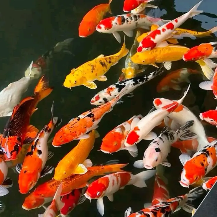Ikan Koi Blitar 5 Ekor Berkualitas Tinggi untuk Kolam Hias - Ikan Koi Berwarna-warni dan Menarik untuk Dekorasi Rumah Anda