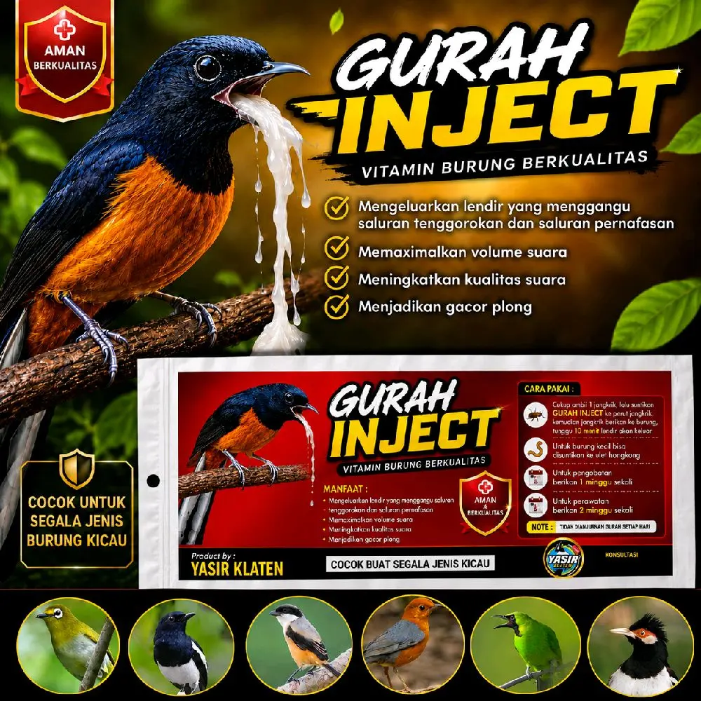 GURAH INJECT 10menit lendir keluar | mengobati burung suara berat atau serak