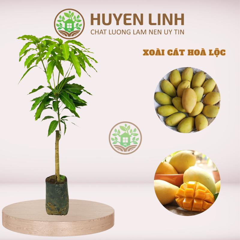 Cây Xoài Cát Hoà Lộc, Cây Ghép, Cao 90cm -1m, Huyền Linh Garden