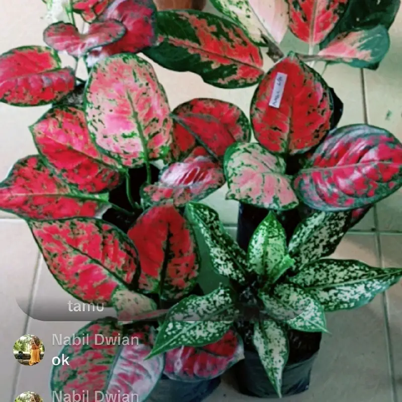 tanaman aglonema (paket merah isi 5) 5