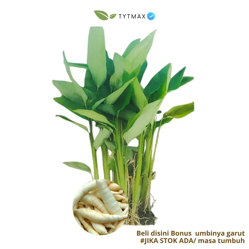 Bibit Umbi Garut Super! Bonus Umbi & Pupuk Kompos (Stok Terbatas jika ada) Harga Per Bibit Tanaman 0