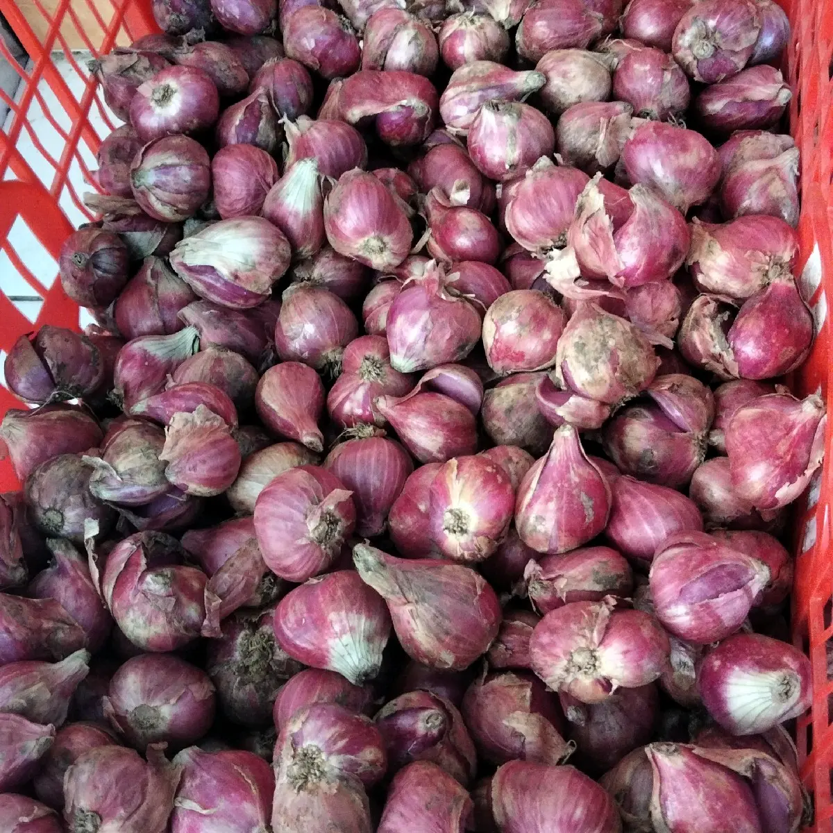 bawang merah Probolinggo jumbo, bawang merah lokal Bahan Spices Salt