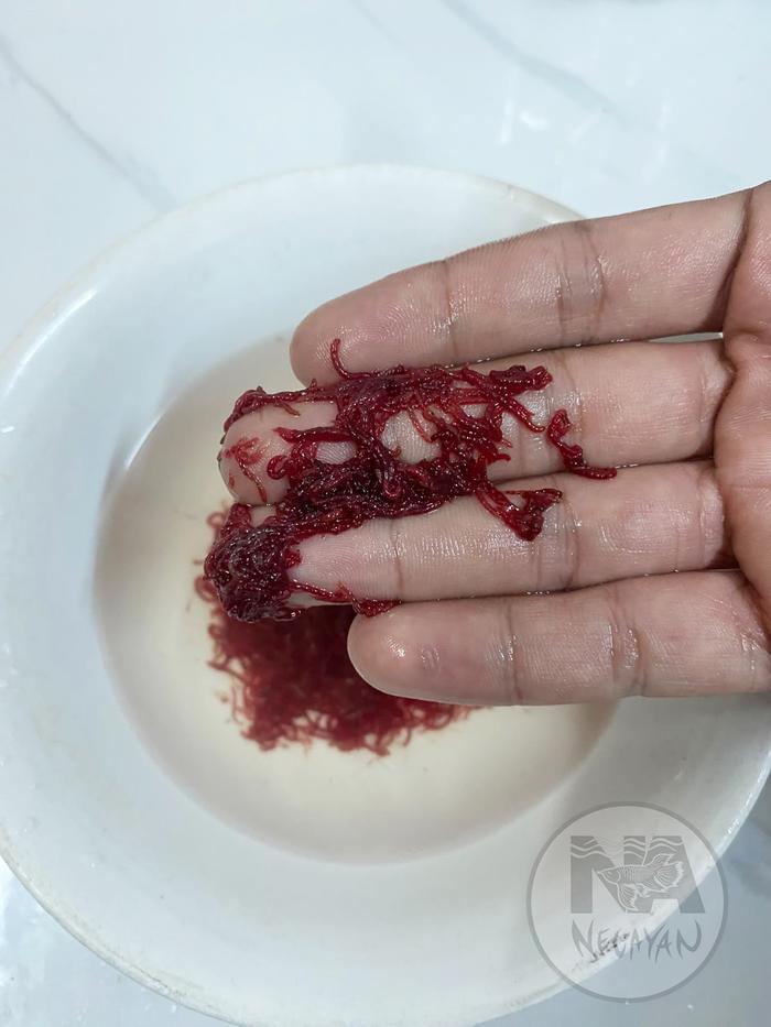 Promo Makanan Ikan Frozen BloodWorm Cacing Beku - 250g - Jakarta Utara ...