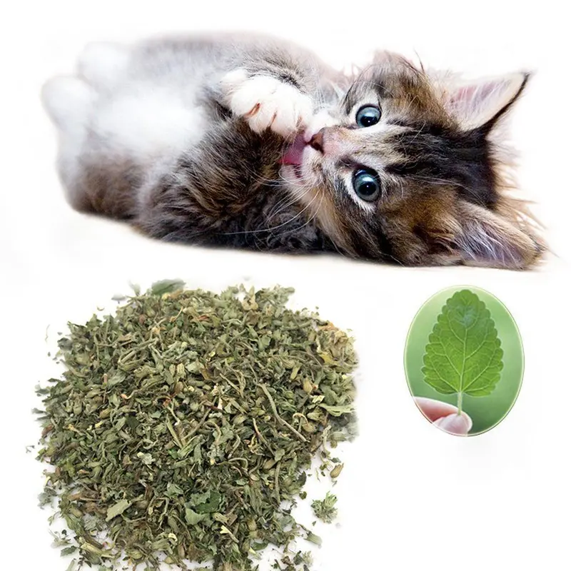 FOLOPETS Mainan Kucing Obat Catmint Penenang Serbuk Rumput Kering Cat nip Mint Stres Murah 8