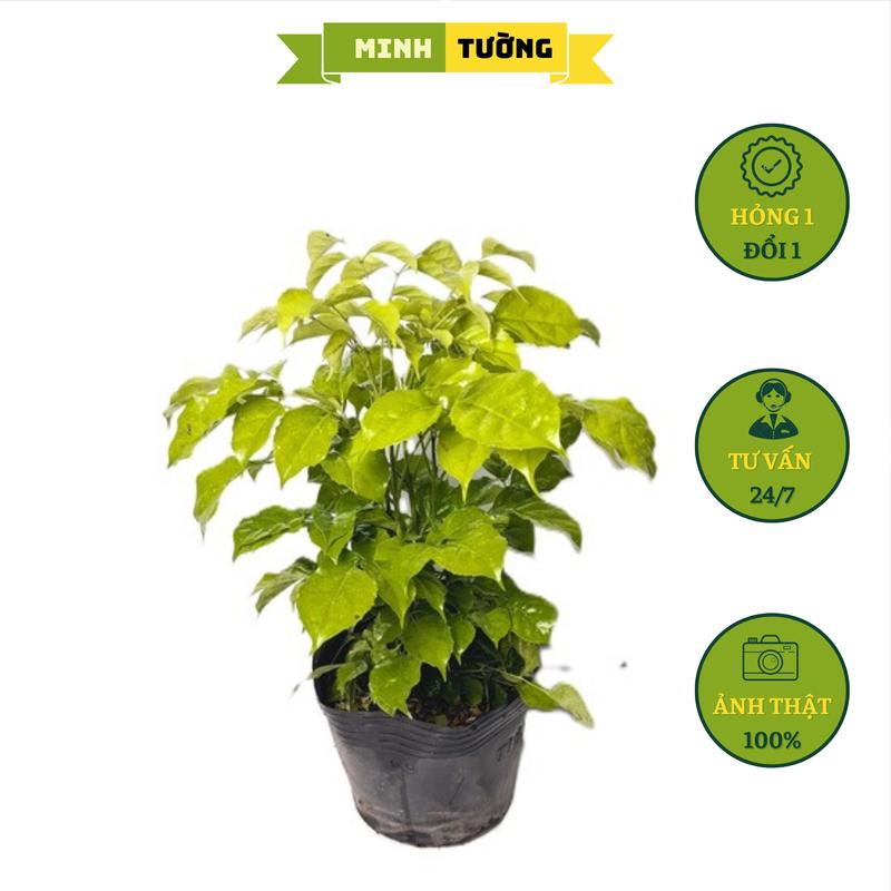 Cây Hạnh Phúc C7 - Cây Để Bàn- Cây Cảnh Trang Trí