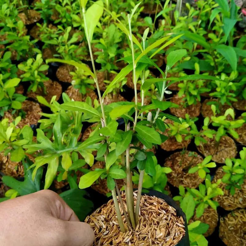 Tanaman Rambat Artificial Leekwan Yew untuk Dekorasi Rumah Hias Dinding 1