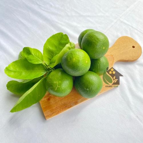 Jeruk Nipis Segar Pilihan 1kg Premium - Langsung Dari Kebun Dijamin Masih Fresh