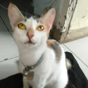 ( PAKET 6 PASANG) KAOS KAKI JEMPOL WANITA MUSLIMAH / KAOS KAKI CREAM TLPK HITAM Dewasa Motif Muslim Panjang