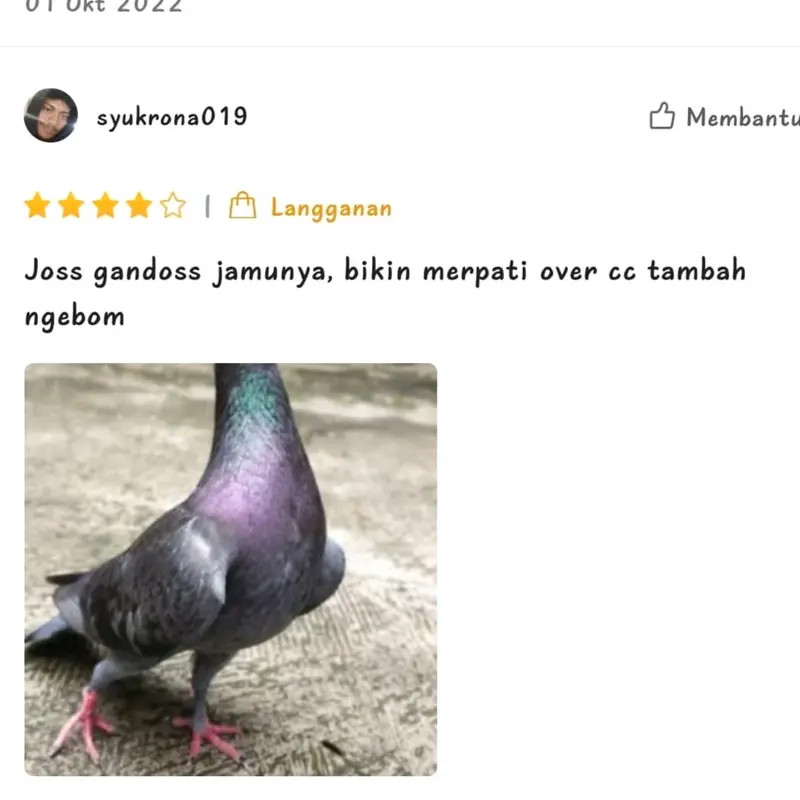 Jamu Merpati Superthor isi 120 butir 8