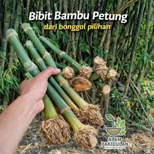 Bibit Bambu Petung / Bambu Bitung Raksasa / Bonggol Pilihan