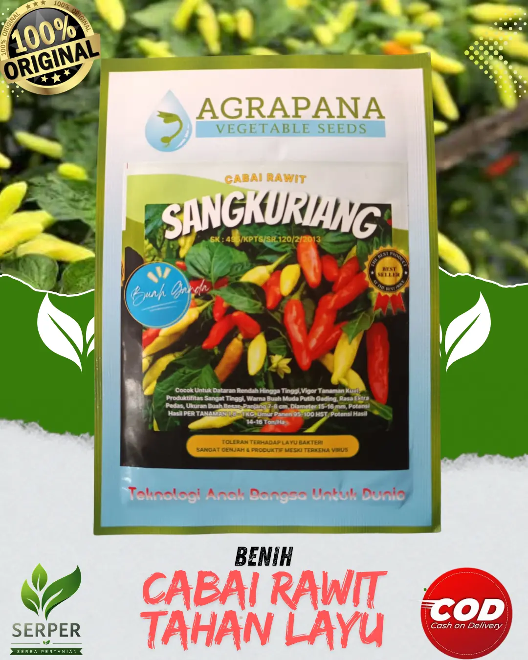 BIBIT CABAI RAWIT SANGKURIANG ORIGINAL 100% BUAH BESAR DAN LEBAT DAN TAHAN LAYU