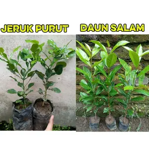 (DAPAT 2 BIBIT) JERUK PURUT DAN DAUN SALAM (BUMBU PENYEDAP MASAKAN) DIKIRIM FULL MEDIA TANAH