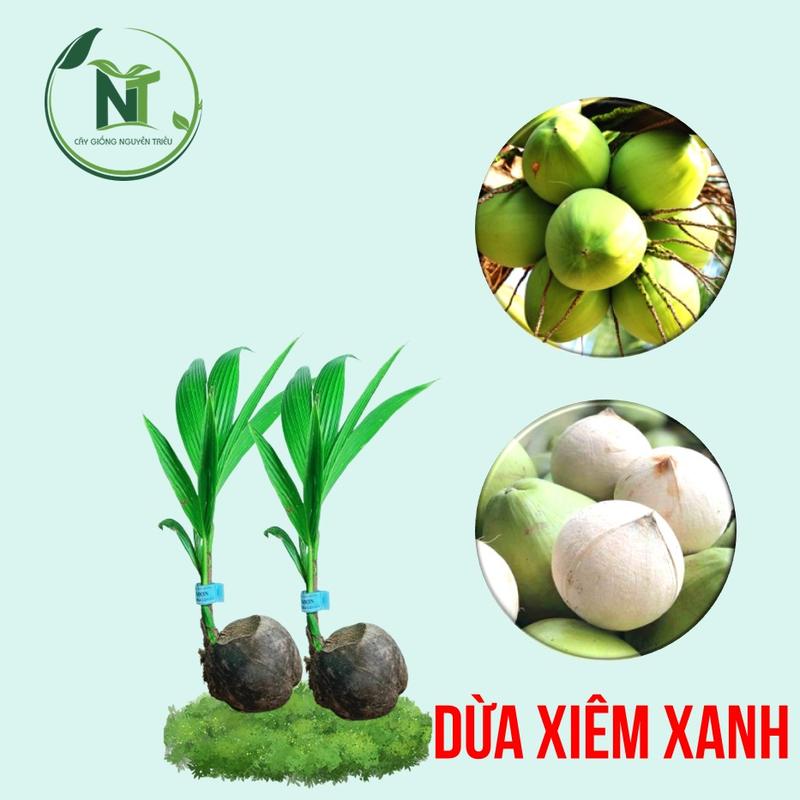  Combo 2 Cây Giống Dừa Xiêm Xanh Lùn Cho Trái Nhanh Không Kén Đất Dừa Lùn 