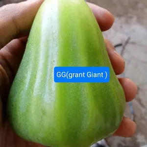 GG Grant Giant Ready Banyak Etress Varian Jambu Air GG Kiojok RHS Dan Citra MDH