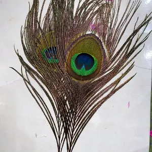 Bulu Merak Asli untuk Seni dan Koleksi (Warok, DLL)